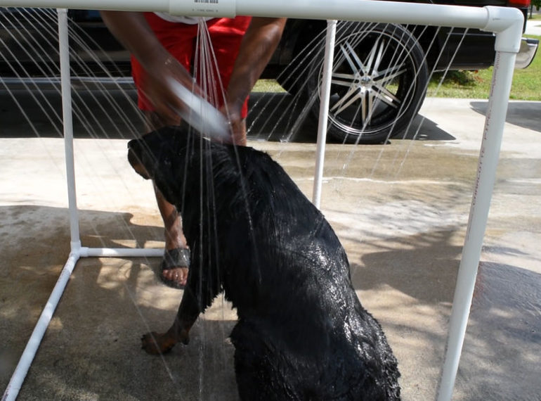 Create an Outdoor Shower for Your Dog