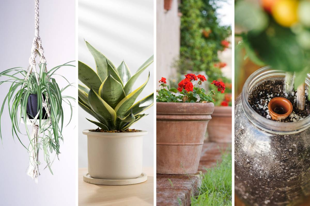 Plant Hangers and Pots: Choosing the Perfect Containers for Your Indoor Plants