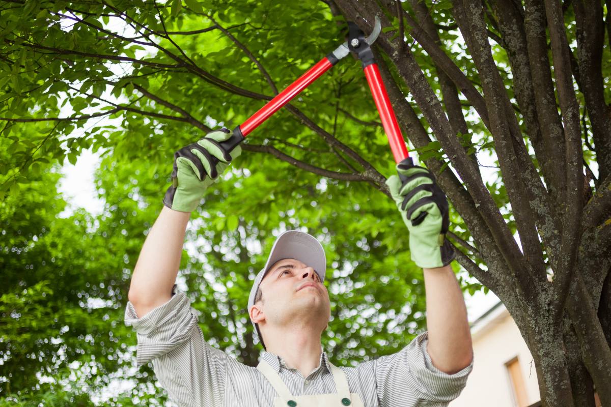 DIY Tree Care Tips and the Tools You Need to Do It Right
