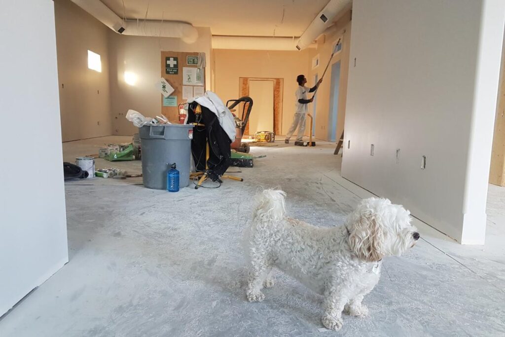 white-dog-in-room-renovation