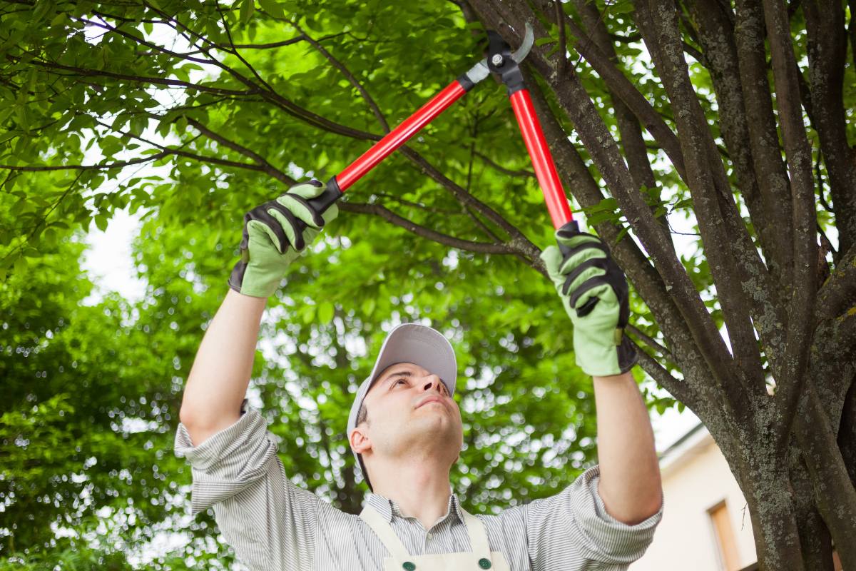 tree-care-tool