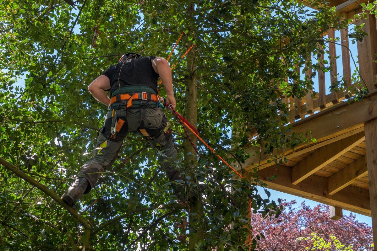 man-doing-tree-pruning